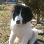 Photo de Landseer (type continental europen)