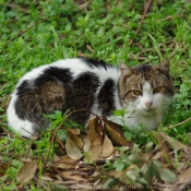 Photo de Chat domestique