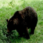 Photo d'Ours