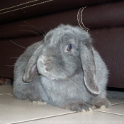 Photo de Lapin