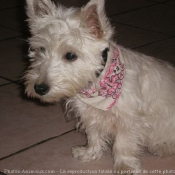 Photo de West highland white terrier