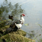 Photo de Canard de barbarie