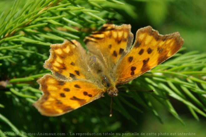 Photo de Papillon