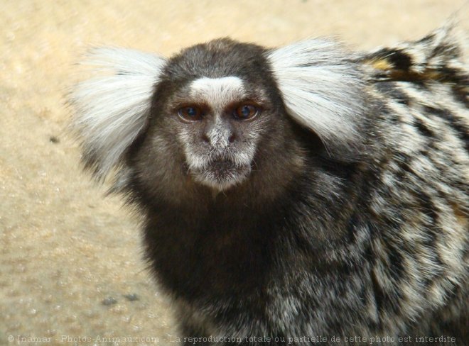 Photo de Singe - ouistiti  toupet blanc