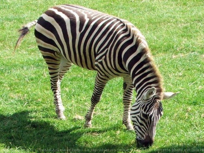 Photo de Zebre