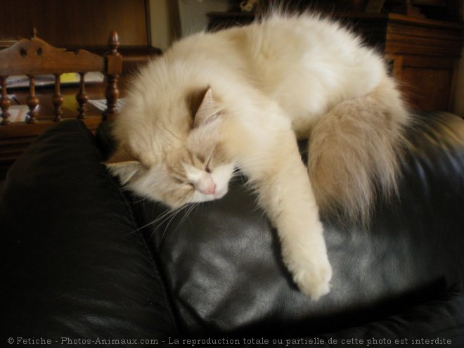 Photo de Ragdoll