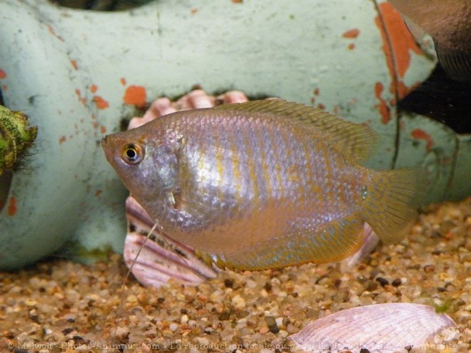 Photo de Poissons exotiques