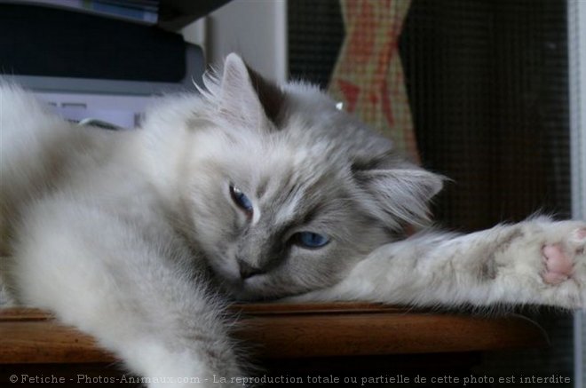 Photo de Ragdoll