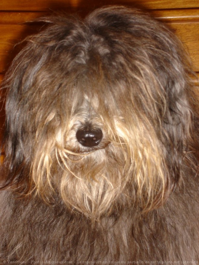 Photo de Bearded collie