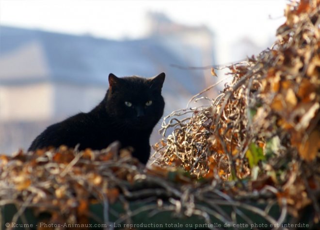 Photo de Chat domestique