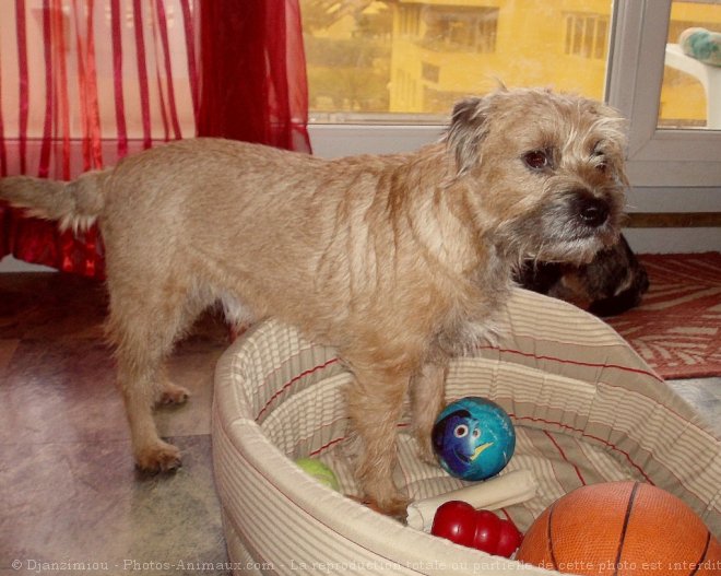 Photo de Border terrier