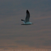 Photo de Mouette