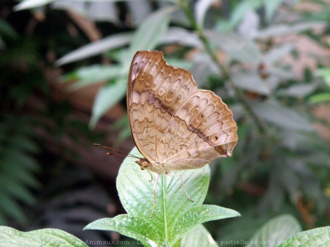 Photo de Papillon