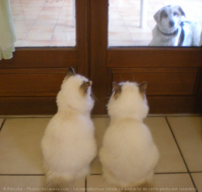 Photo de Ragdoll