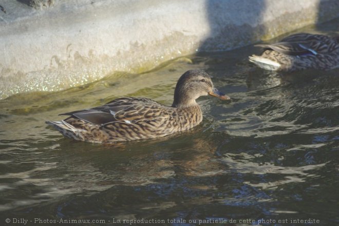 Photo de Canard colvert