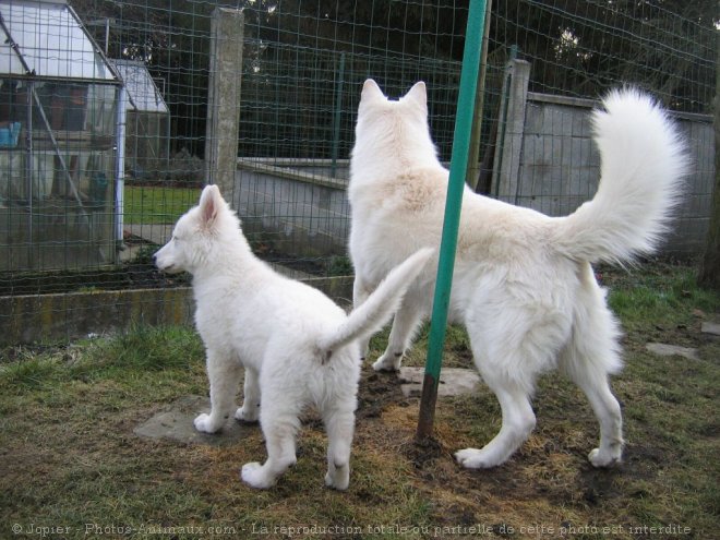 Photo de Berger blanc suisse