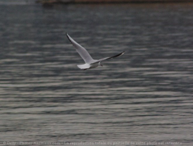 Photo de Mouette