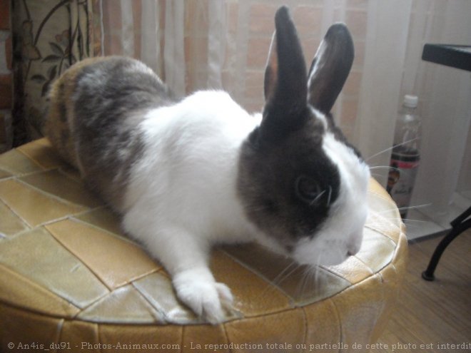 Photo de Lapin