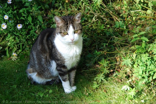 Photo de Chat domestique