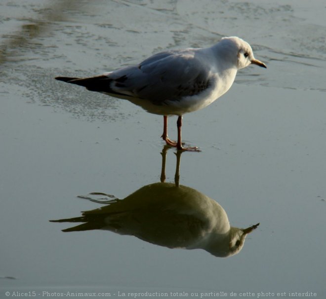 Photo de Mouette