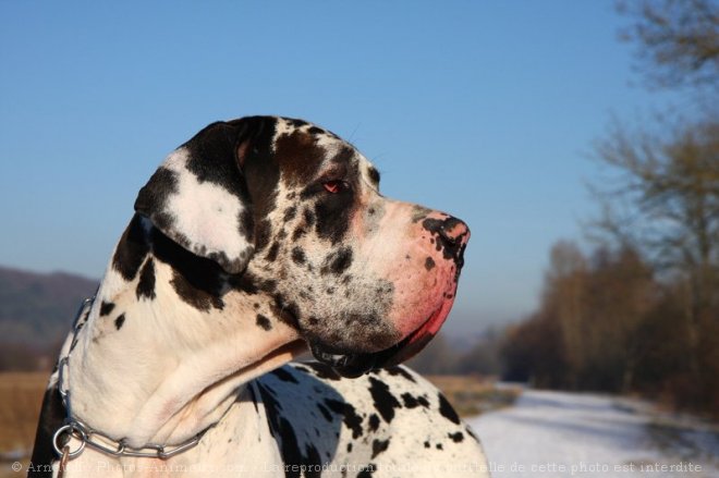 Photo de Dogue allemand