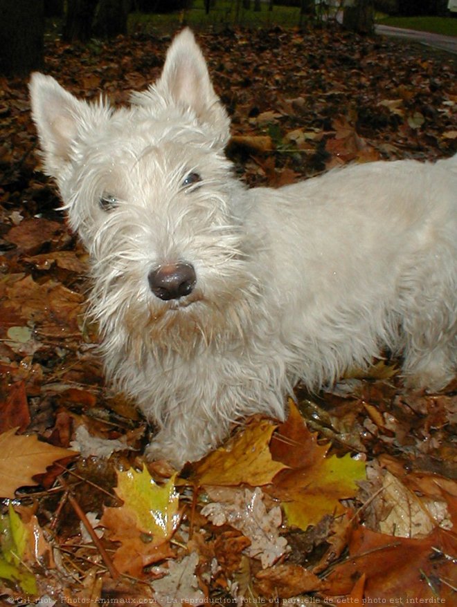 Photo de Scottish terrier