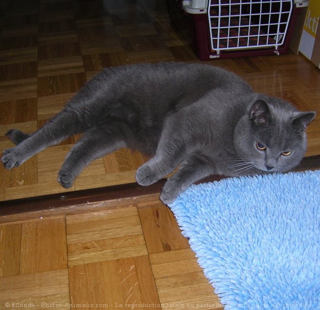 Photo de Chartreux