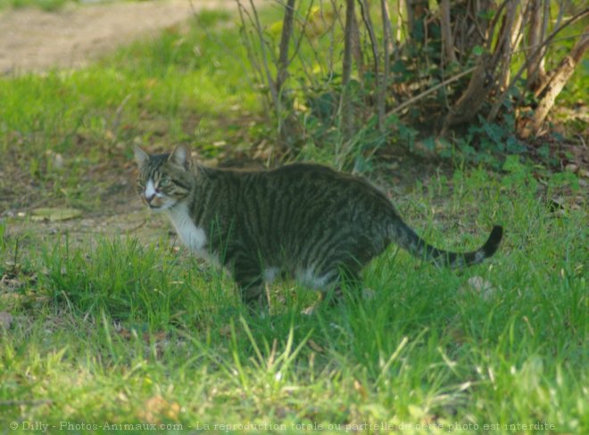 Photo de Chat domestique