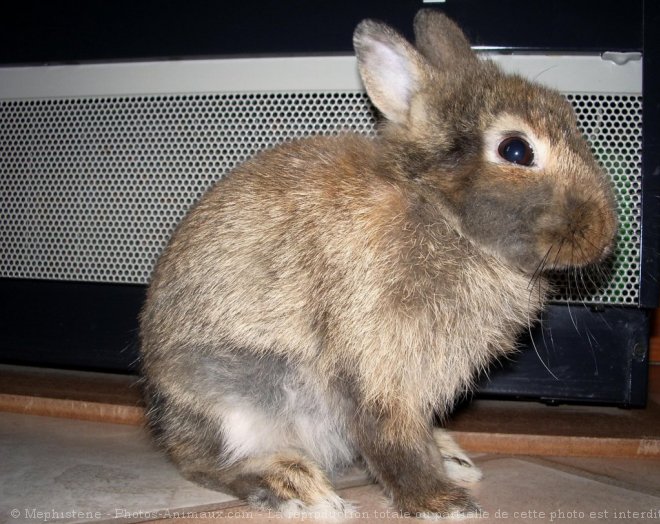 Photo de Lapin