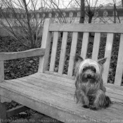 Photo de Yorkshire terrier