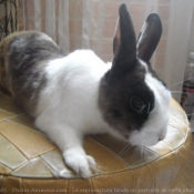 Photo de Lapin