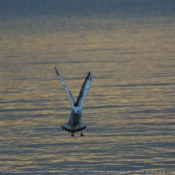 Photo de Mouette