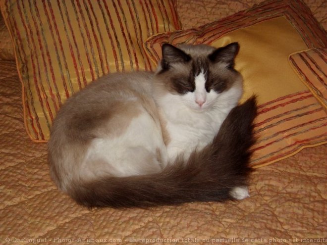 Photo de Ragdoll