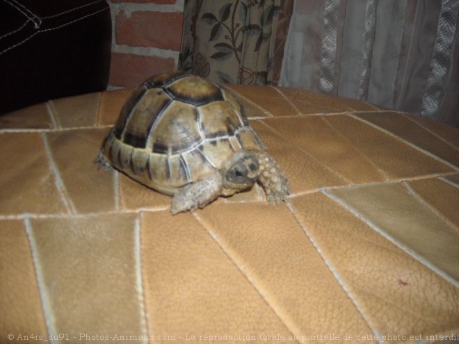 Photo de Tortue