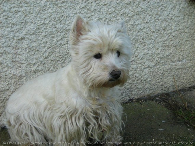 Photo de West highland white terrier