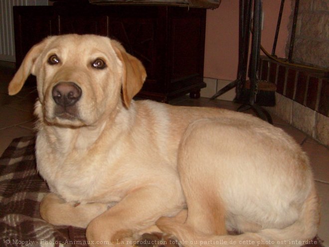 Photo de Labrador retriever