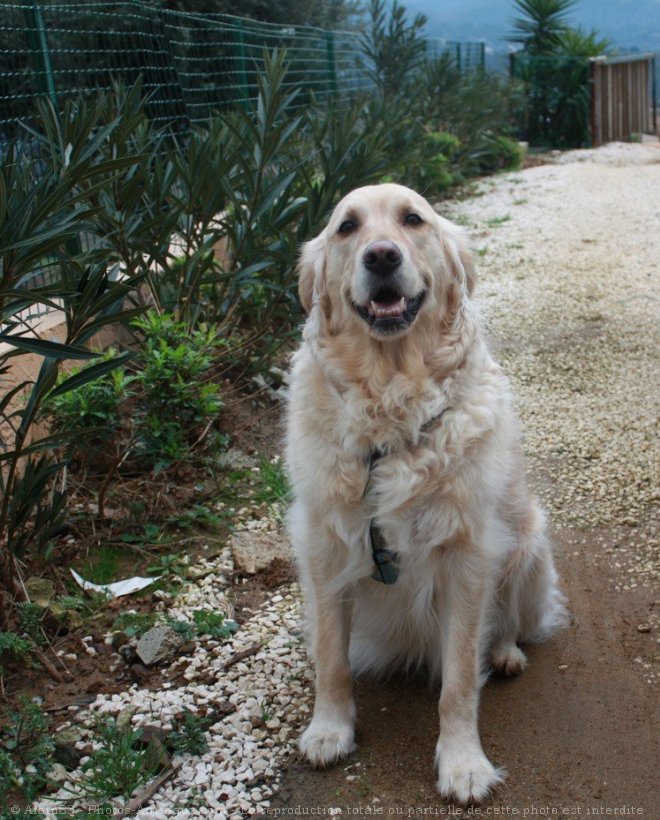 Photo de Golden retriever