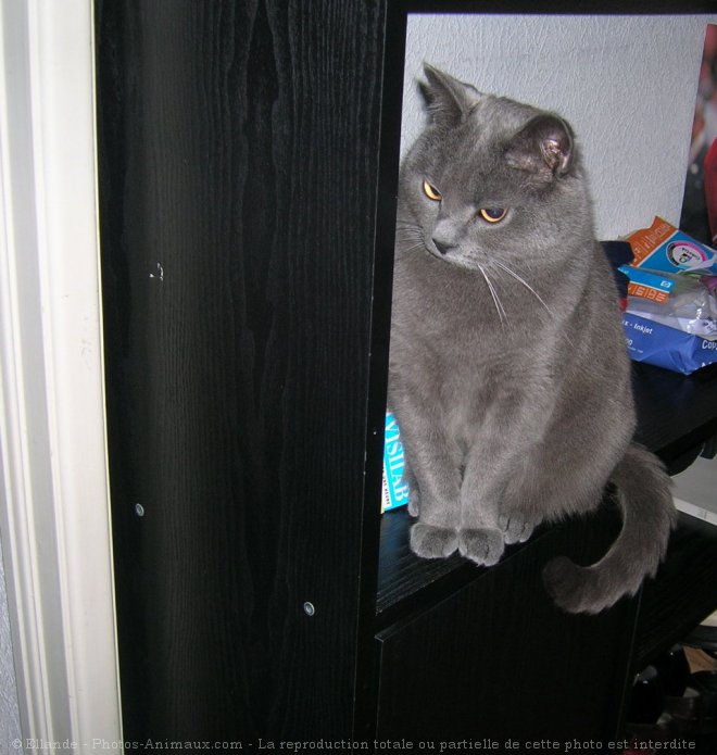 Photo de Chartreux