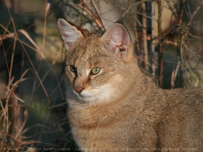 Photo de Chat des marais