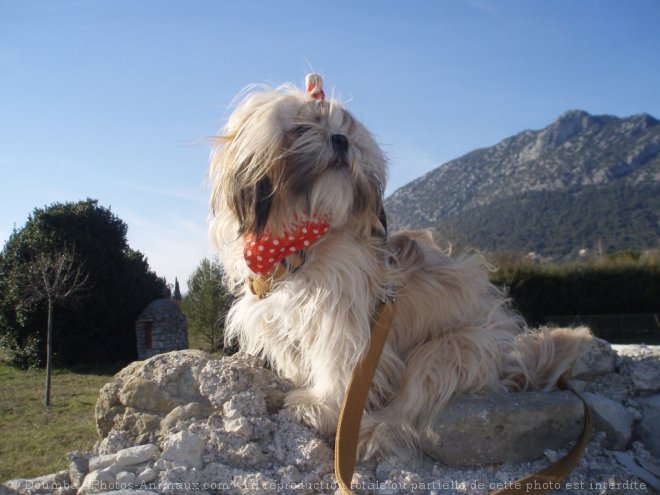 Photo de Shih tzu