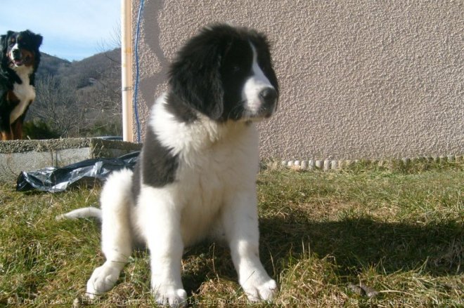 Photo de Landseer (type continental europen)