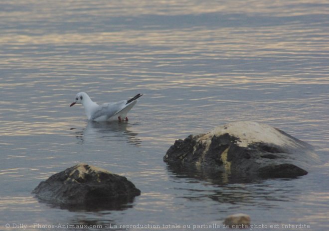 Photo de Mouette