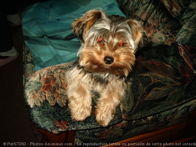 Photo de Yorkshire terrier