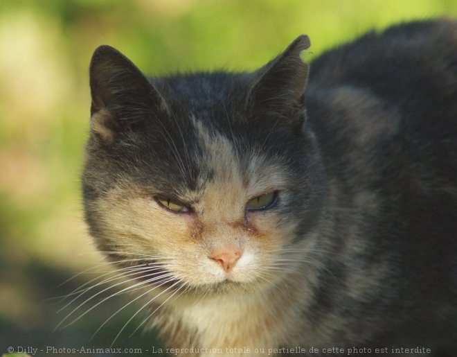 Photo de Chat domestique