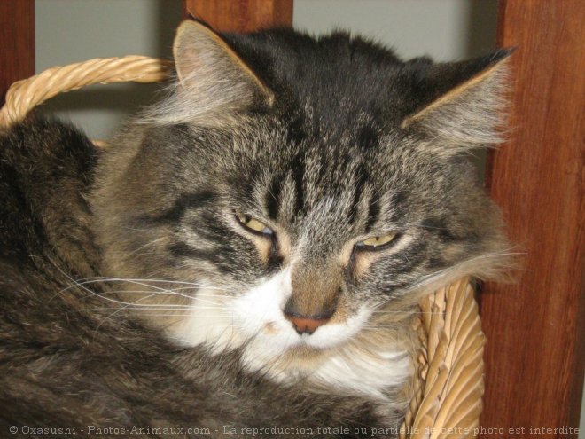 Photo de Maine coon