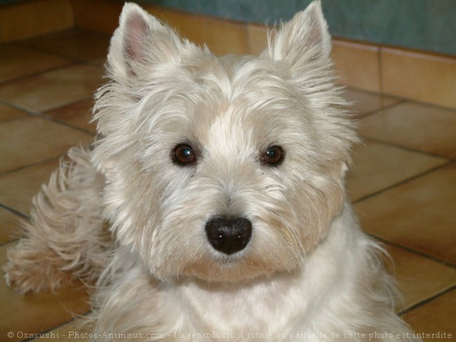 Photo de West highland white terrier