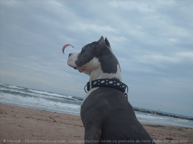 Photo d'American staffordshire terrier