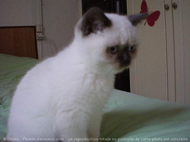 Photo de British shorthair