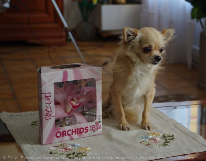 Photo de Chihuahua  poil long