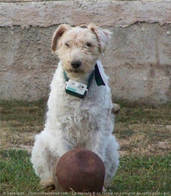 Photo de Fox terrier  poil dur